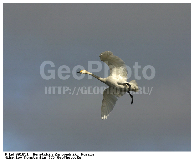 �������� ������, ��������, ��������, ��������, �����������, �����������������, ������������� �����, ������������� �����, XYZ, ������, Anatidae, ����� ������, ��������� ������, Cygnus bewickii